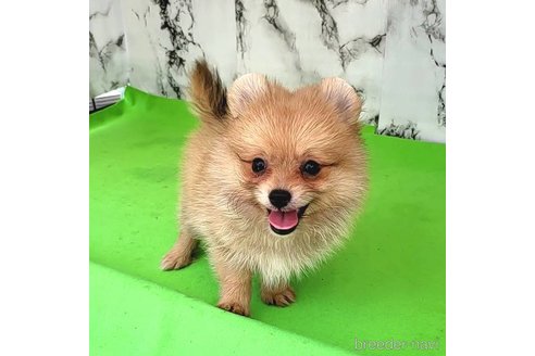 成約済の茨城県のポメラニアン-255183の15枚目