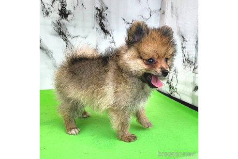 成約済の茨城県のポメラニアン-255189の46枚目