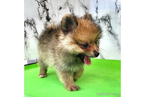 成約済の茨城県のポメラニアン-255189の48枚目