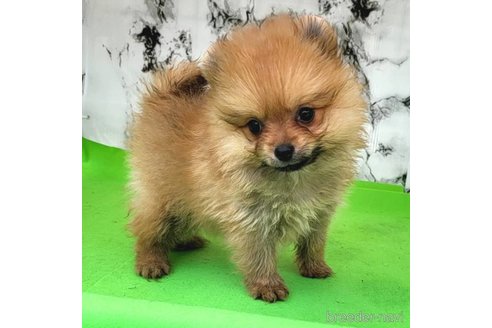 成約済の茨城県のポメラニアン-255193の1枚目