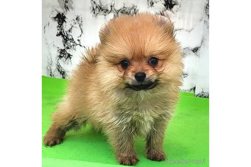 成約済の茨城県のポメラニアン-255193の5枚目