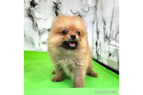 成約済の茨城県のポメラニアン-255193の3枚目