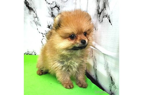 成約済の茨城県のポメラニアン-255193の2枚目