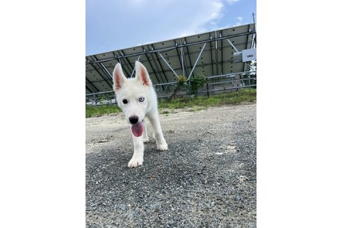 成約済の北海道のシベリアンハスキー-240452の5枚目