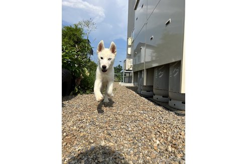 成約済の北海道のシベリアンハスキー-240452の4枚目