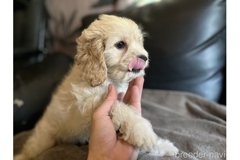 成約済の茨城県のコッカプー:アメリカンコッカースパニエル×トイプードル-247761の6枚目