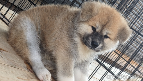 販売中の滋賀県の秋田犬-250099