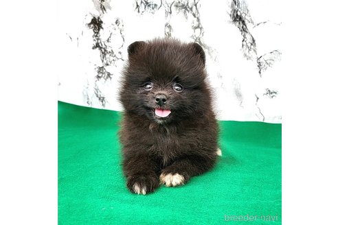 成約済の茨城県のポメラニアン-257210の54枚目