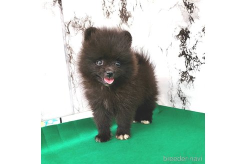 成約済の茨城県のポメラニアン-257210の53枚目