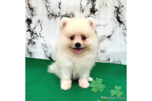 成約済の茨城県のポメラニアン-257209
