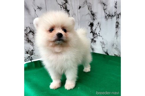 成約済の茨城県のポメラニアン-257209の2枚目
