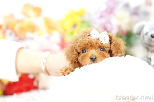 成約済の埼玉県のトイプードル-260607の6枚目