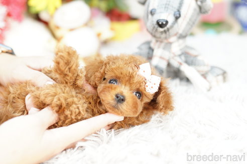 成約済の埼玉県のトイプードル-260607の5枚目