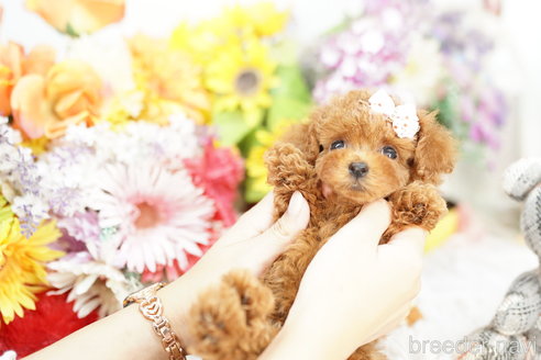 成約済の埼玉県のトイプードル-260607の4枚目