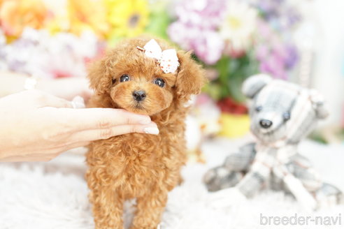 成約済の埼玉県のトイプードル-260607の3枚目