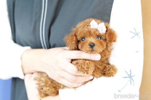 成約済の埼玉県のトイプードル-260607の2枚目