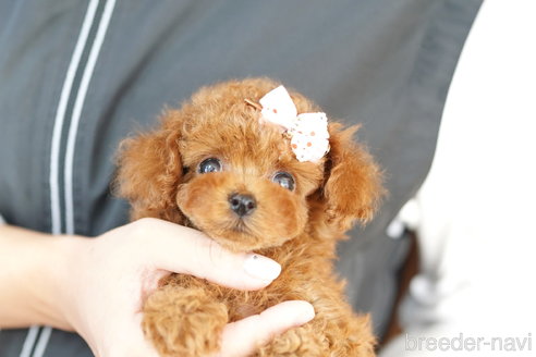 成約済の埼玉県のトイプードル-260607の1枚目