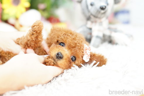 成約済の埼玉県のトイプードル-260621の3枚目