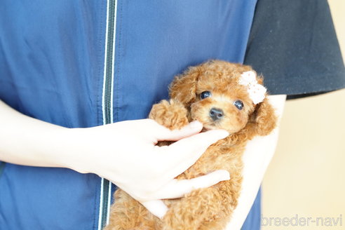 成約済の埼玉県のトイプードル-260621の2枚目