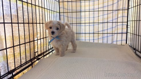 成約済の茨城県のマルプー:マルチーズ×トイプードル-259226の6枚目