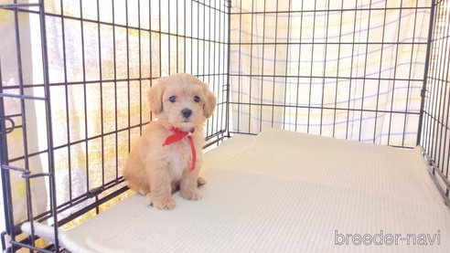 成約済の茨城県のマルプー:マルチーズ×トイプードル-259226の5枚目