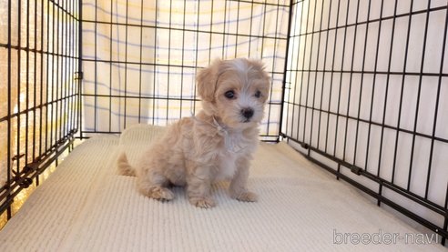 成約済の茨城県のマルプー:マルチーズ×トイプードル-259226の3枚目