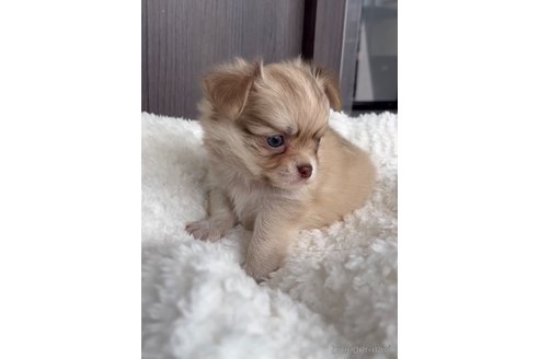 成約済の福岡県のチワワ(ロングコート)-256274の2枚目