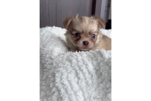 成約済の福岡県のチワワ(ロングコート)-256274の3枚目