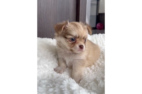 成約済の福岡県のチワワ(ロングコート)-256274の5枚目