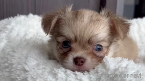 成約済の福岡県のチワワ(ロングコート)-256274の1枚目