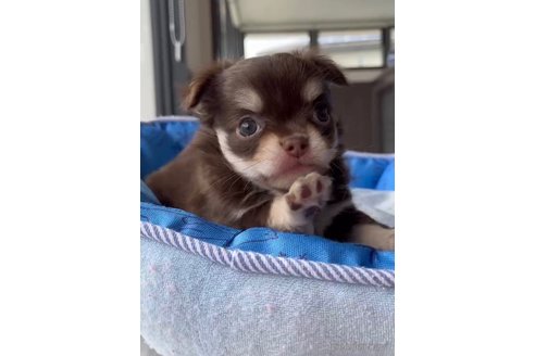 成約済の福岡県のチワワ(ロングコート)-256285の11枚目