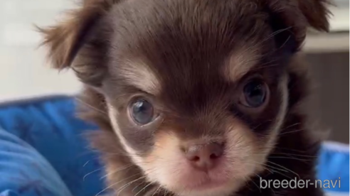 成約済の福岡県のチワワ(ロングコート)-256285の10枚目