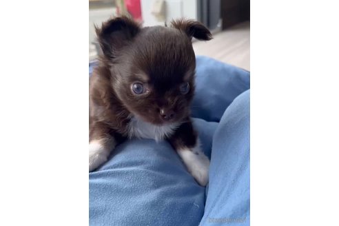 成約済の福岡県のチワワ(ロングコート)-256284の5枚目