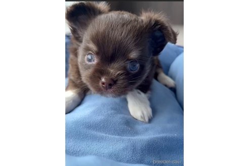 成約済の福岡県のチワワ(ロングコート)-256284の6枚目