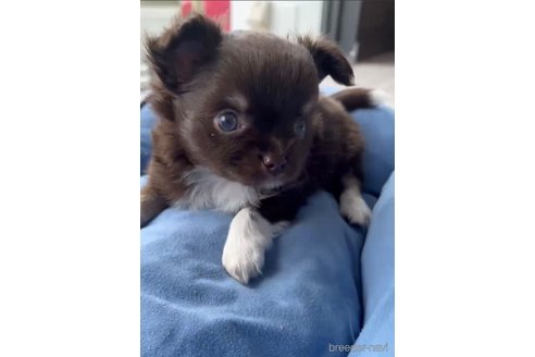 成約済の福岡県のチワワ(ロングコート)-256284の8枚目