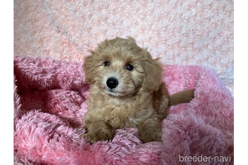 成約済の福岡県のマルプー:マルチーズ×トイプードル-260684の8枚目