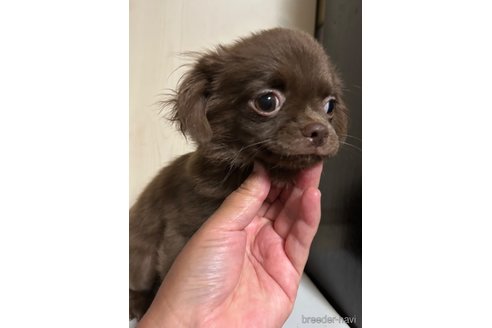 成約済の山口県のチワワ(ロングコート)-253695の2枚目