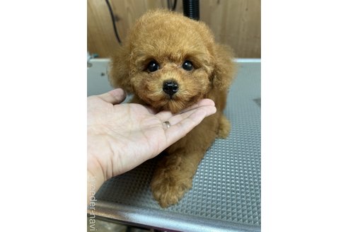 成約済の兵庫県のトイプードル-255057の1枚目
