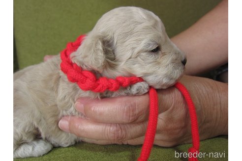 成約済の福岡県のミックス犬-259139の24枚目