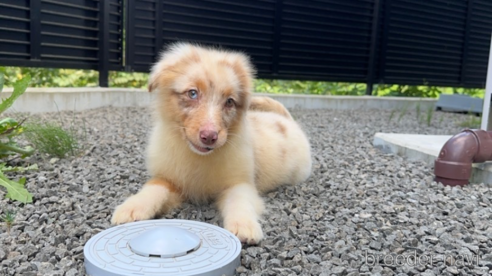 成約済の山梨県のオーストラリアンシェパード-260813の17枚目