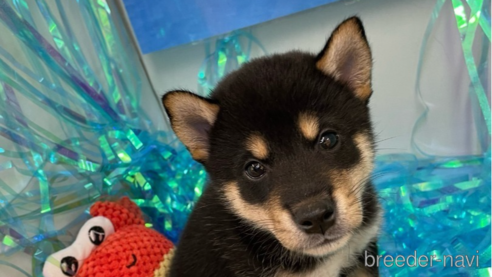 成約済の北海道の柴犬-260828の3枚目