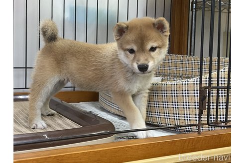 成約済の岡山県の豆柴-255951の5枚目