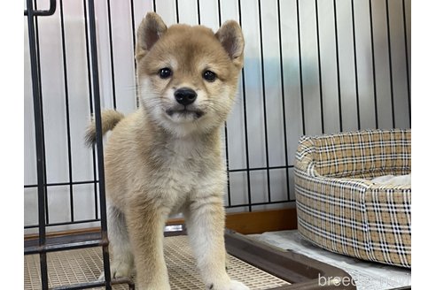 成約済の岡山県の豆柴-255951の2枚目