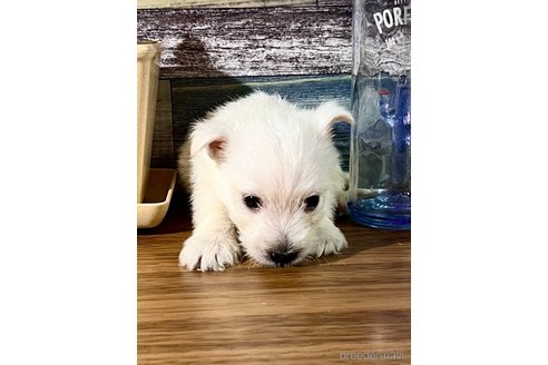 販売中の東京都のウエストハイランドホワイトテリア(ウエスティ)-257843