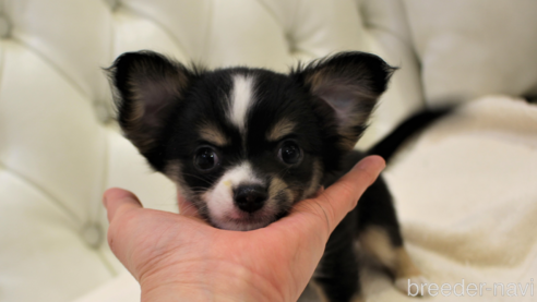 子犬