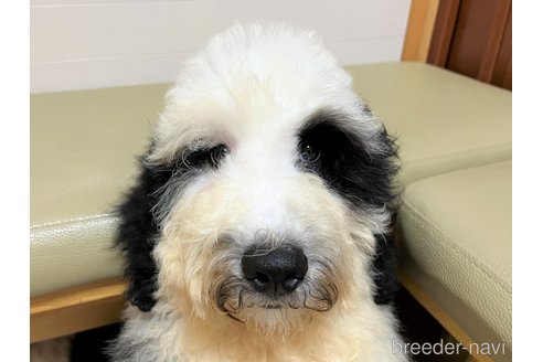 成約済の茨城県のミックス犬-243609の4枚目