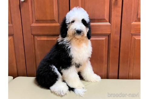 成約済の茨城県のミックス犬-243609の5枚目