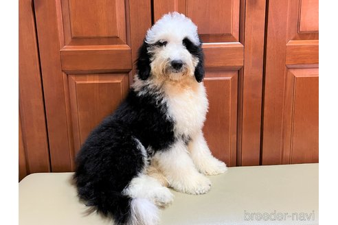 成約済の茨城県のミックス犬-243609の6枚目