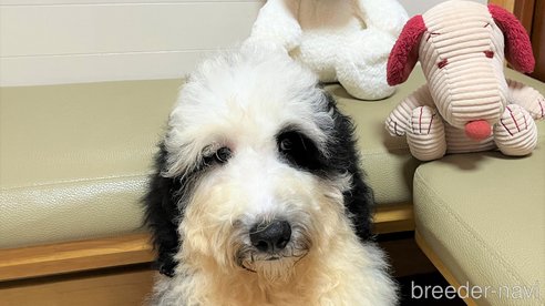 成約済の茨城県のミックス犬-243609の3枚目