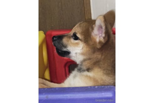 成約済の岡山県の柴犬-252251の6枚目